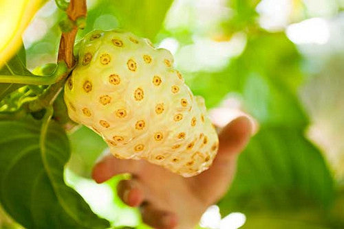 noni fruit being picked